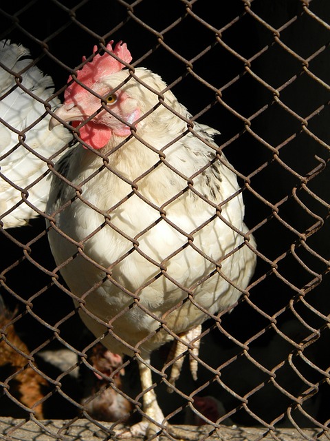 调运动员的 调运动员的